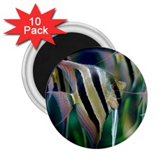 Angelfish 1 2 25  Magnets (10 Pack)  by trendistuff