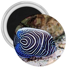 Angelfish 3 3  Magnets by trendistuff