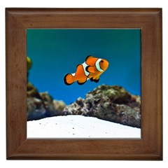 CLOWNFISH 1 Framed Tiles