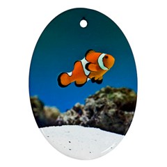 CLOWNFISH 1 Ornament (Oval)