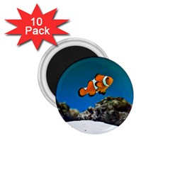 CLOWNFISH 1 1.75  Magnets (10 pack) 