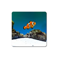 CLOWNFISH 1 Square Magnet