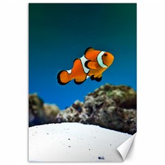 Clownfish 1 Canvas 12  X 18   by trendistuff