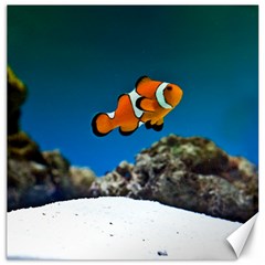 CLOWNFISH 1 Canvas 16  x 16  