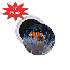 Clownfish 2 1 75  Magnets (10 Pack)  by trendistuff