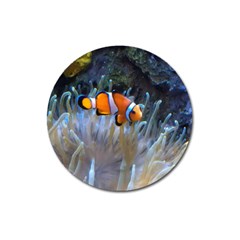 Clownfish 2 Magnet 3  (round) by trendistuff