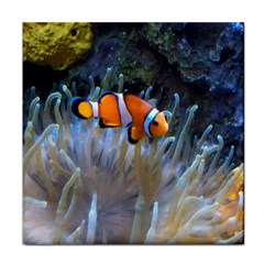 Clownfish 2 Face Towel by trendistuff