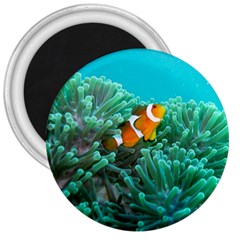 Clownfish 3 3  Magnets by trendistuff