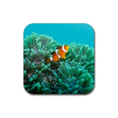 Clownfish 3 Rubber Square Coaster (4 Pack)  by trendistuff