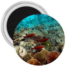 CORAL GARDEN 1 3  Magnets