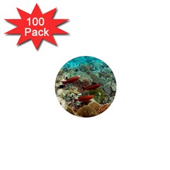 CORAL GARDEN 1 1  Mini Magnets (100 pack) 