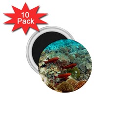 CORAL GARDEN 1 1.75  Magnets (10 pack) 