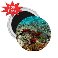 CORAL GARDEN 1 2.25  Magnets (100 pack) 