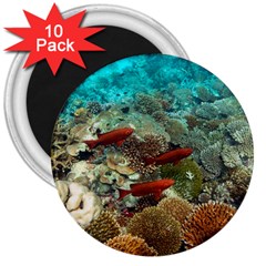 CORAL GARDEN 1 3  Magnets (10 pack) 