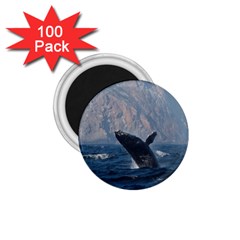 Humpback 1 1 75  Magnets (100 Pack)  by trendistuff