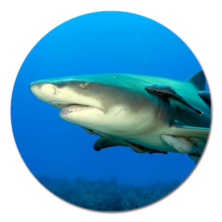 LEMON SHARK Magnet 5  (Round)