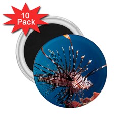 Lionfish 1 2 25  Magnets (10 Pack)  by trendistuff