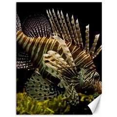 Lionfish 3 Canvas 36  X 48   by trendistuff