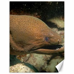 Moray Eel 1 Canvas 12  X 16   by trendistuff