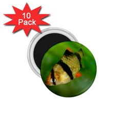 Tiger Barb 1 75  Magnets (10 Pack)  by trendistuff