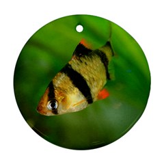Tiger Barb Round Ornament (two Sides) by trendistuff