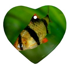 Tiger Barb Heart Ornament (two Sides) by trendistuff