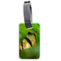 Tiger Barb Luggage Tags (one Side)  by trendistuff