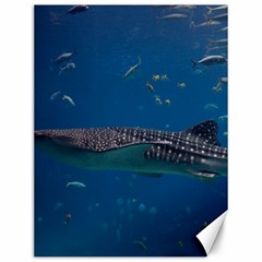 Whale Shark 1 Canvas 12  X 16   by trendistuff