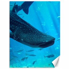 Whale Shark 2 Canvas 36  X 48   by trendistuff