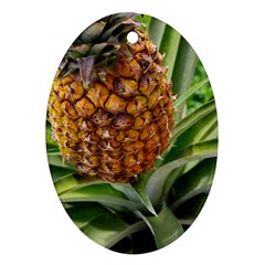 Pineapple 2 Ornament (oval) by trendistuff