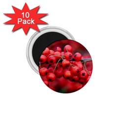 Red Berries 1 1 75  Magnets (10 Pack)  by trendistuff