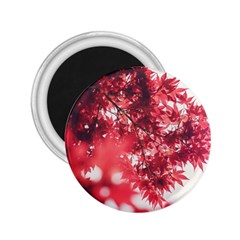 Maple Leaves Red Autumn Fall 2 25  Magnets