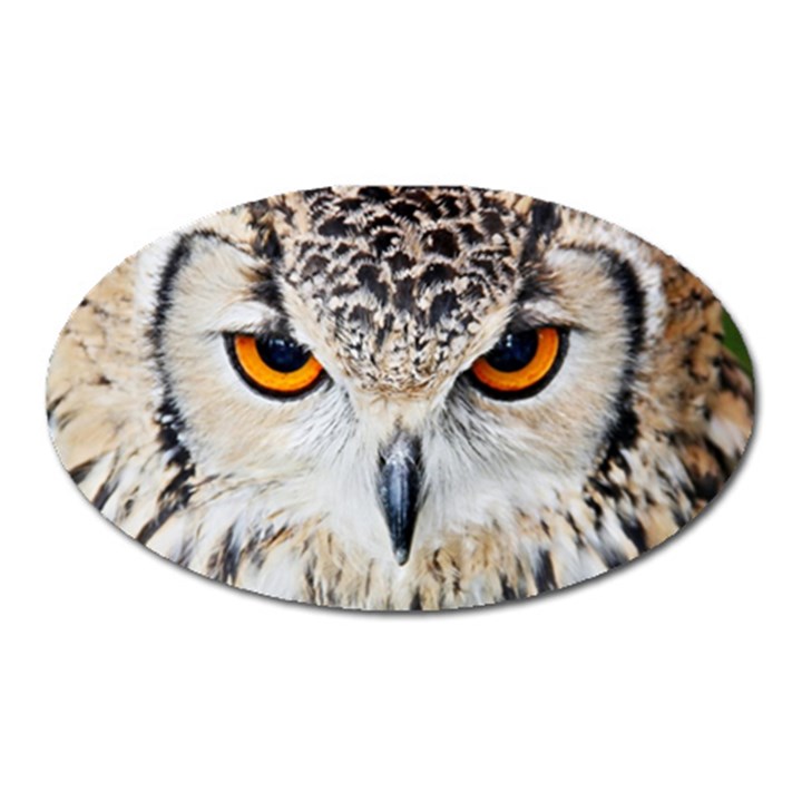 Owl Face Oval Magnet