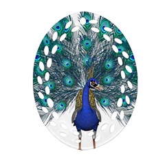 Peacock Bird Peacock Feathers Ornament (oval Filigree)