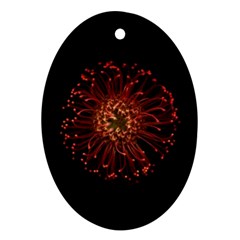 Red Flower Blooming In The Dark Ornament (oval)