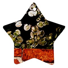 Highland Park 4 Ornament (star) by bestdesignintheworld