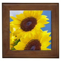 Sunflower Floral Yellow Blue Sky Flowers Photography Framed Tiles by yoursparklingshop