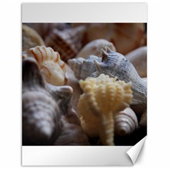 Seashells Canvas 12  X 16   by StarvingArtisan