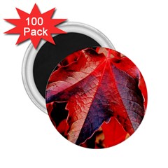 Wine Partner Wild Vine Leaves Plant 2.25  Magnets (100 pack) 