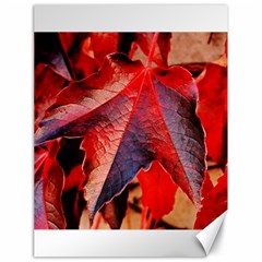 Wine Partner Wild Vine Leaves Plant Canvas 18  x 24  