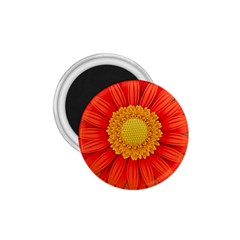 Flower Plant Petal Summer Color 1 75  Magnets