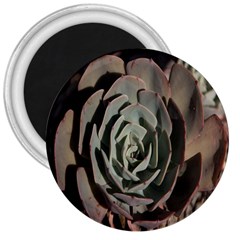 Succulent Green Pink Rosettes 3  Magnets by Sapixe