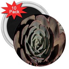 Succulent Green Pink Rosettes 3  Magnets (10 Pack)  by Sapixe