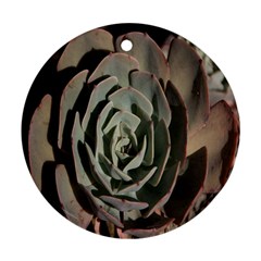 Succulent Green Pink Rosettes Round Ornament (two Sides) by Sapixe