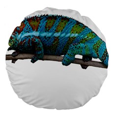 Reptile Lizard Animal Isolated Large 18  Premium Flano Round Cushions