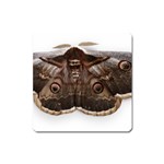 Night Butterfly Butterfly Giant Square Magnet Front