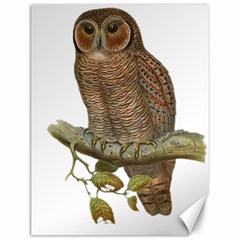 Bird Owl Animal Vintage Isolated Canvas 12  X 16  