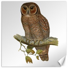 Bird Owl Animal Vintage Isolated Canvas 16  X 16  