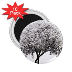 Nature Tree Blossom Bloom Cherry 2 25  Magnets (10 Pack) 