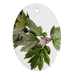 Leaves Plant Branch Nature Foliage Oval Ornament (two Sides) by Sapixe